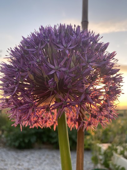 Field Good Flowers, Florist in Doncaster
