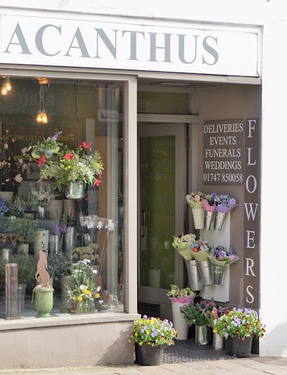 Acanthus Flowers, Florist in Shaftesbury