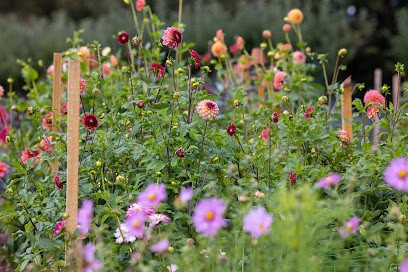 The Wild Zinnia, Florist in Bristol