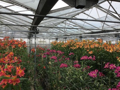 Bodsworth Flowers, Florist in Manningtree