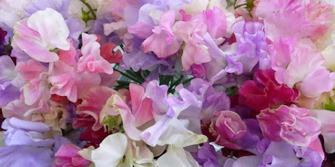 Vine & Roses, Florist in Penrith