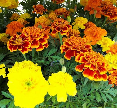 Rosie's Florist, Florist in Liverpool